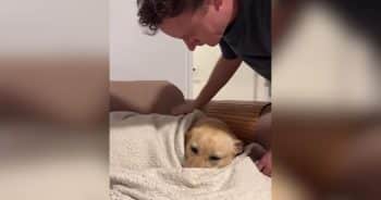 PetWireDaily — Former Guide Dog Has Dad Trained to Tuck Her In Just Right Every Night