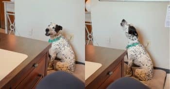 PetWireDaily — Lost Dog’s Mournful Howl Has a Million People Searching for His Family