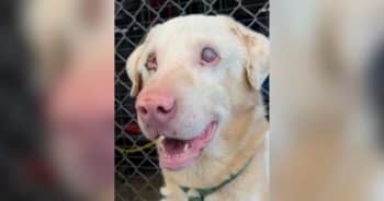PetWireDaily — Blind Dog Survives Terrifying Night Alone After Being Dumped in Desert