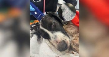 Young Dog Shot and Left in Oklahoma City Culvert Learns to Trust Again