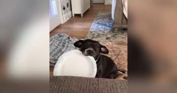 Rescue Dog Chloe Begs for Chinese Takeout, and Her Boldness Says a Lot