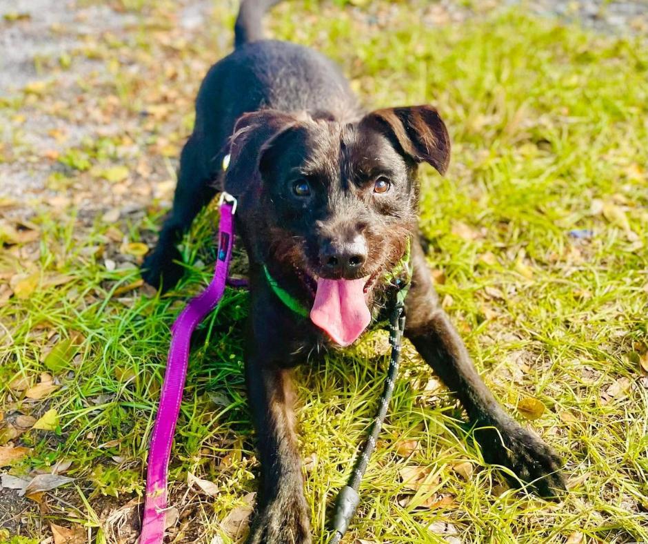 Scraggles Needs a Home