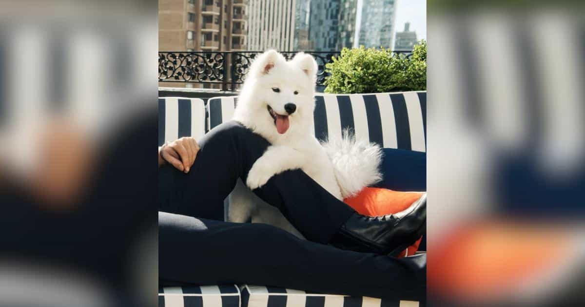 Travis Kelce and Taylor Swift’s Dog Makes Her Adorable Onscreen Debut
