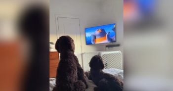 Why Dogs Can't Look Away From Netflix's 'Sealook'