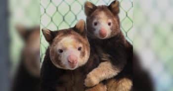 Nane the Tree Kangaroo