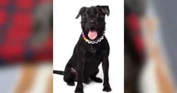 PetWireDaily — Dog Waits More Than 1,900 Days for a Home, Then a Photographer Steps In