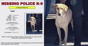 PetWireDaily — UPDATE: Search for Missing Police K9 Gael Ends With Good News