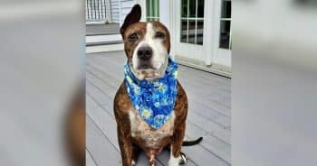 PetWireDaily — One-Eared Rescue Dog Van Gogh Painted His Way Into Thousands of Hearts