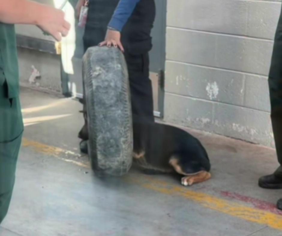 Puppy with head stuck in tire at shelter