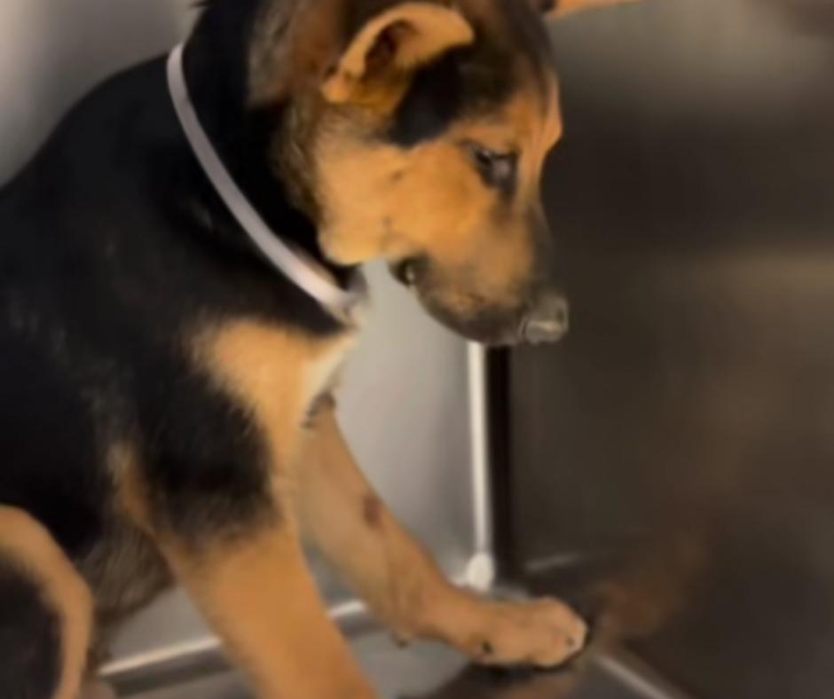 Shelter staff working to remove the tire from the puppy