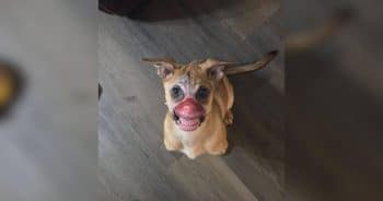 PetWireDaily — Puppy With Severe Facial Burns Finally Gets a Pain-Free Day to Just Be a Puppy