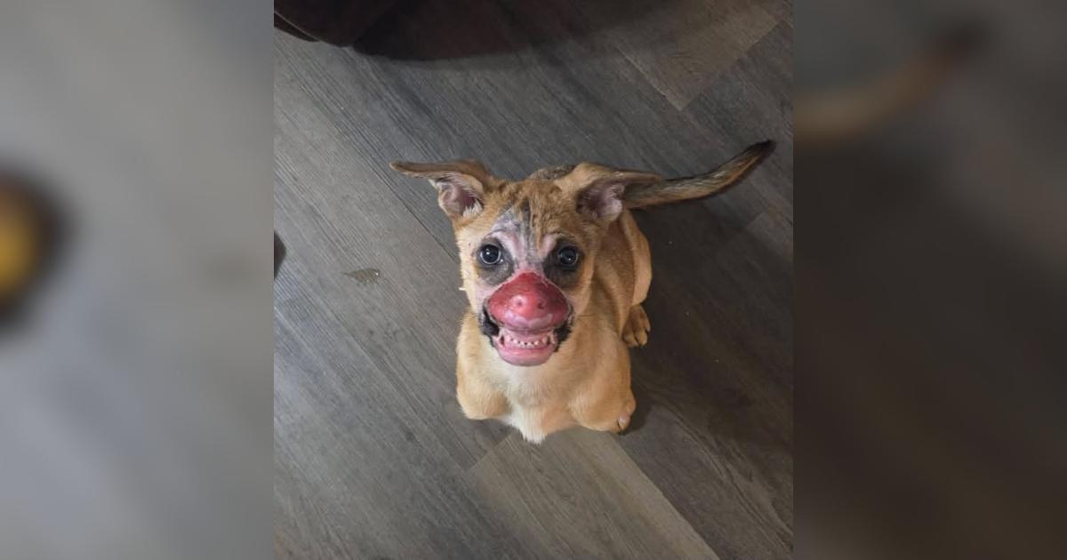 Puppy With Severe Facial Burns Finally Gets a Pain-Free Day to Just Be a Puppy