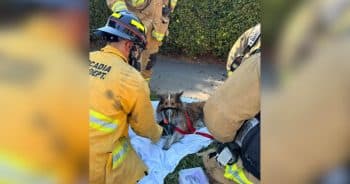 Firefighter Who Kept Searching Is Reunited With Smoke-Struck Sheltie