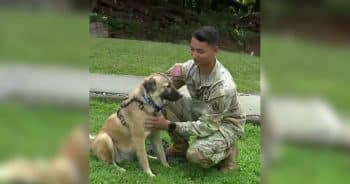 PetWireDaily — Dog Rescued by U.S. Soldier Overseas Makes an Incredible Journey to Rejoin Him