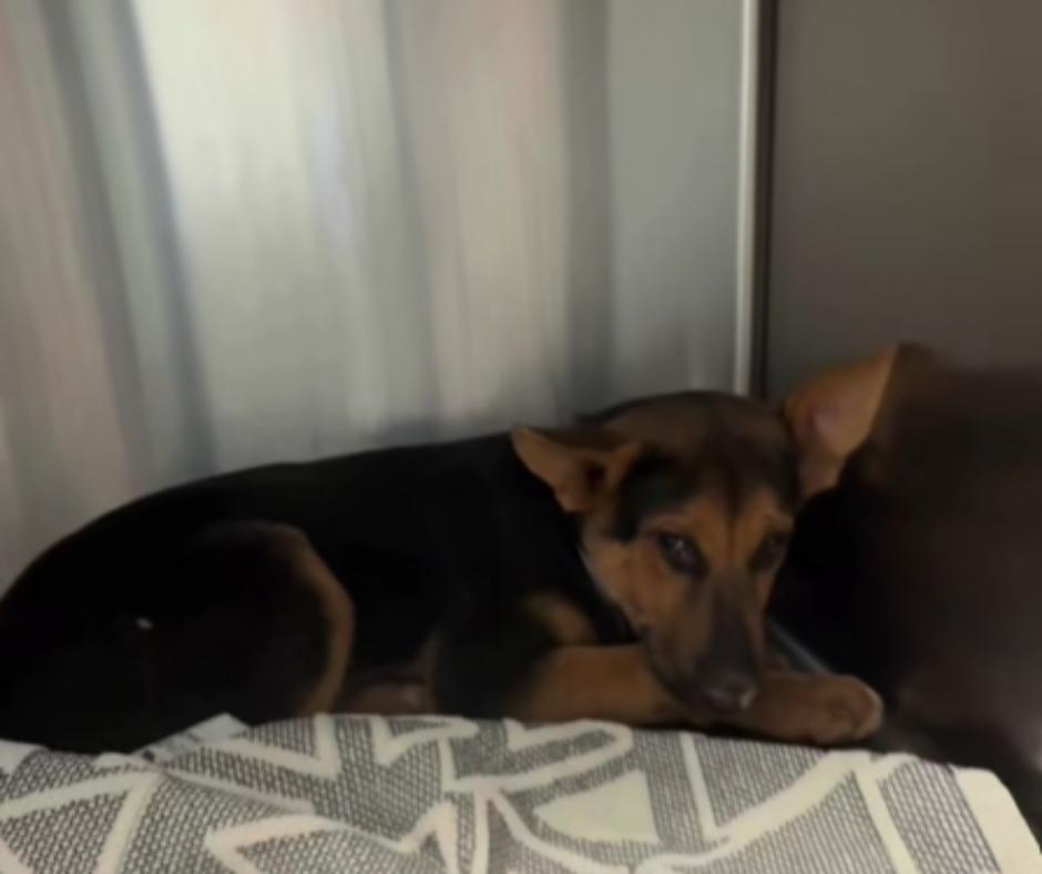 Hotwheels the puppy resting after his rescue