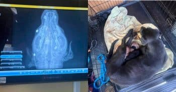 PetWireDaily — Mama Dog Found Shot in the Face Used Last of Her Strength to Nurse Newborn Puppies