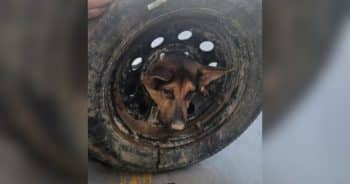 PetWireDaily — Puppy Found Stuck in a Tire Gets a Second Chance and the Perfect Name
