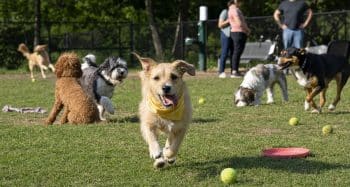 PetWireDaily — 13 Things Your Dog Needs to Be the Most Popular Pup at the Dog Park
