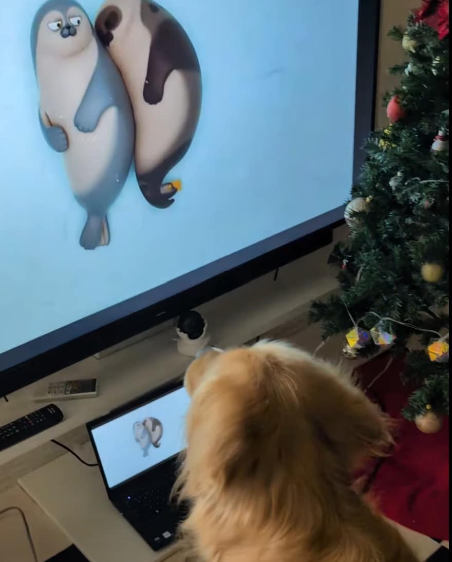 dog watching Sealook