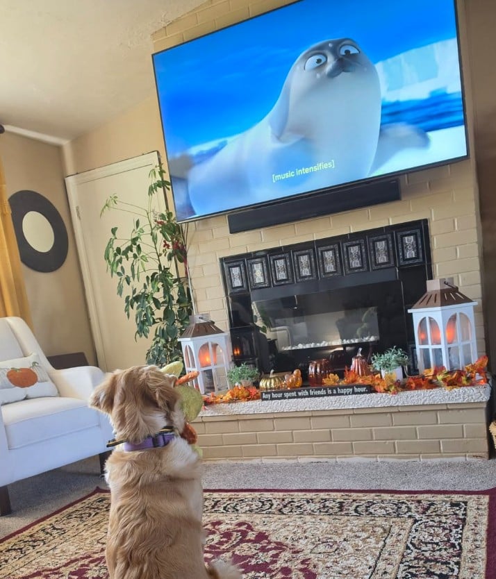 dogs love Sealook