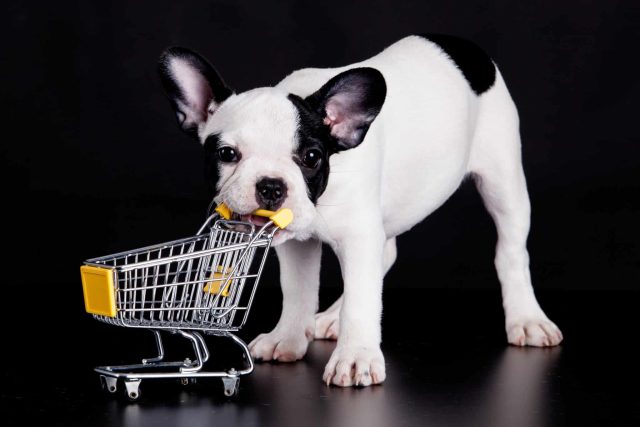 French bulldog puppy chewing a mini shopping cart, illustrating where to buy dehydrated dog food