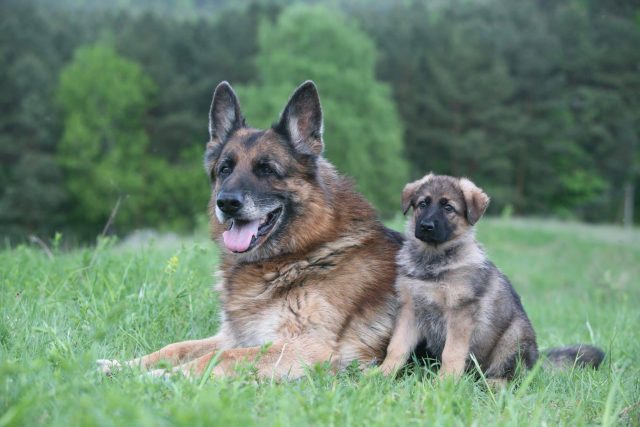 Adult German Shepherd lying in grass next to a puppy, showing the puppy and adult life stages dog food must cover