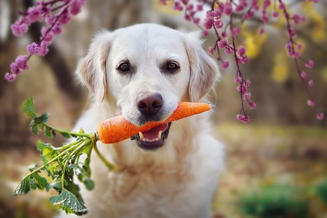 Golden retriever holding a fresh carrot in its mouth, representing whole food ingredients in human grade dog food