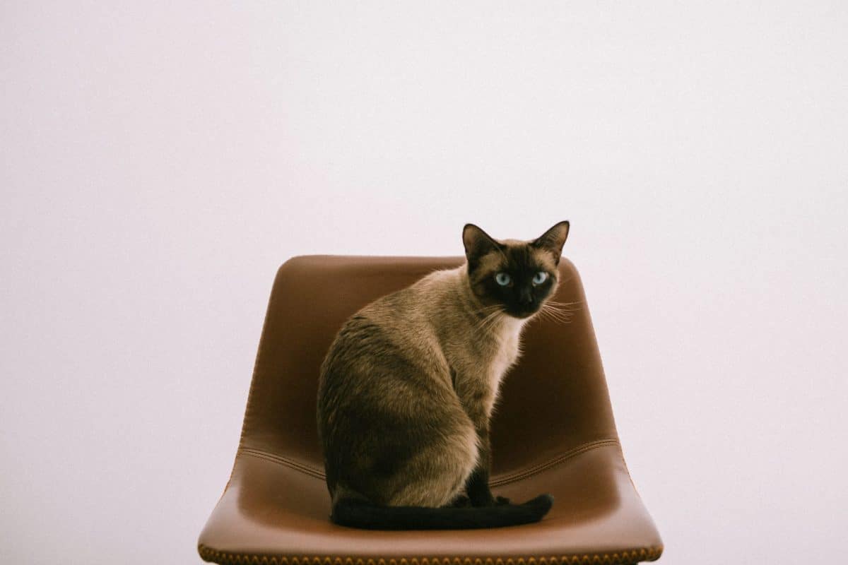A cozy cat settling into a recently vacated chair and enjoying the warm seat.