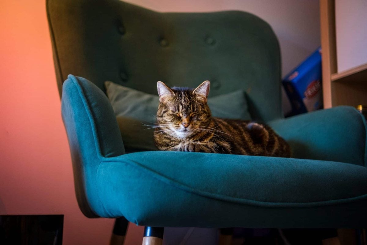A comfortable cat stretched across a soft cushioned chair while resting peacefully.