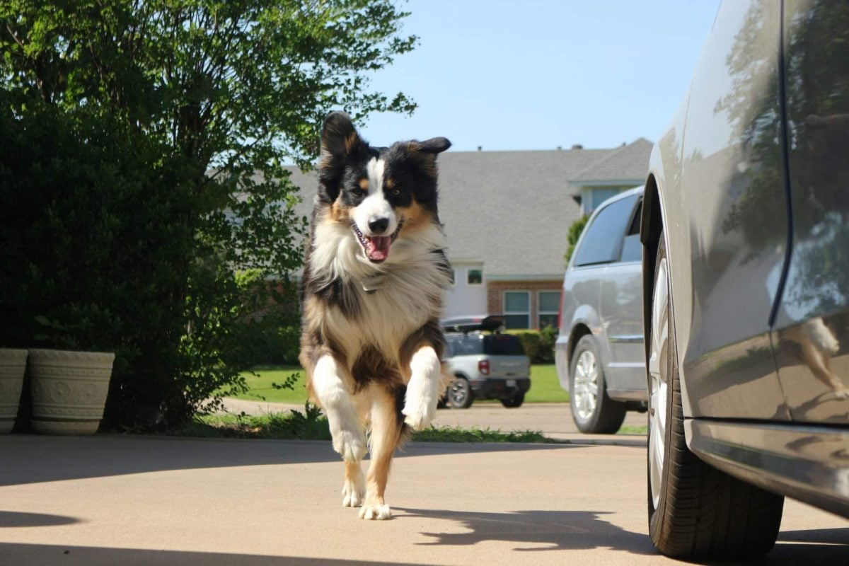 A joyful dog expressing loyal affection through enthusiastic reunion excitement.