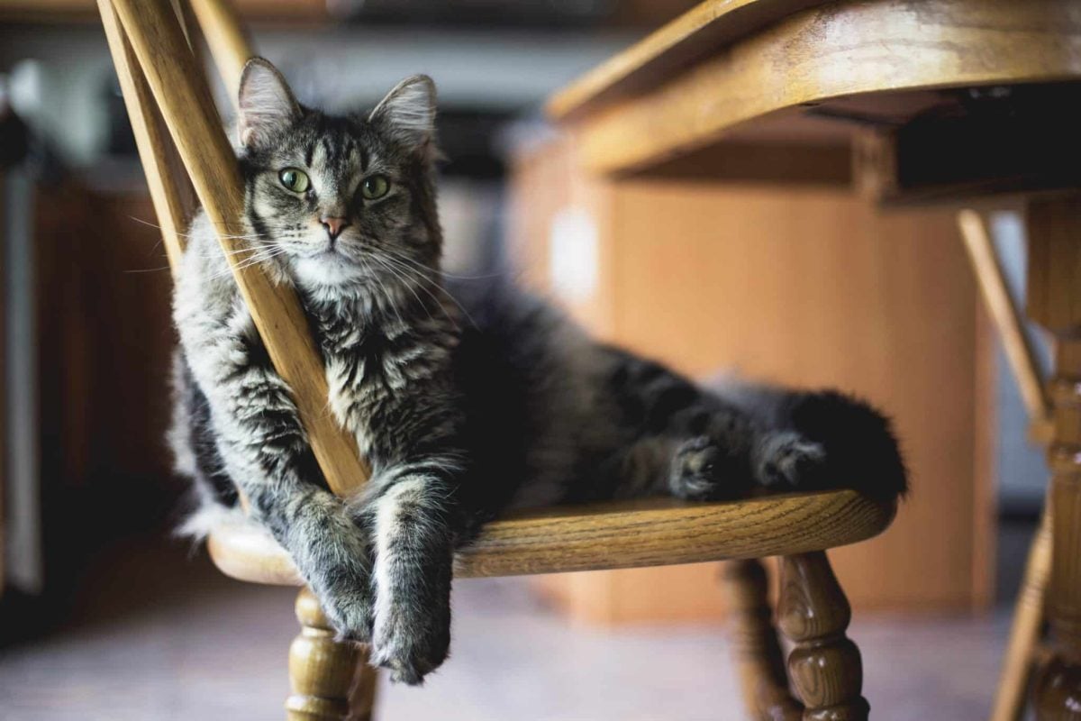 A content cat resting comfortably on a chair frequently used by their human.