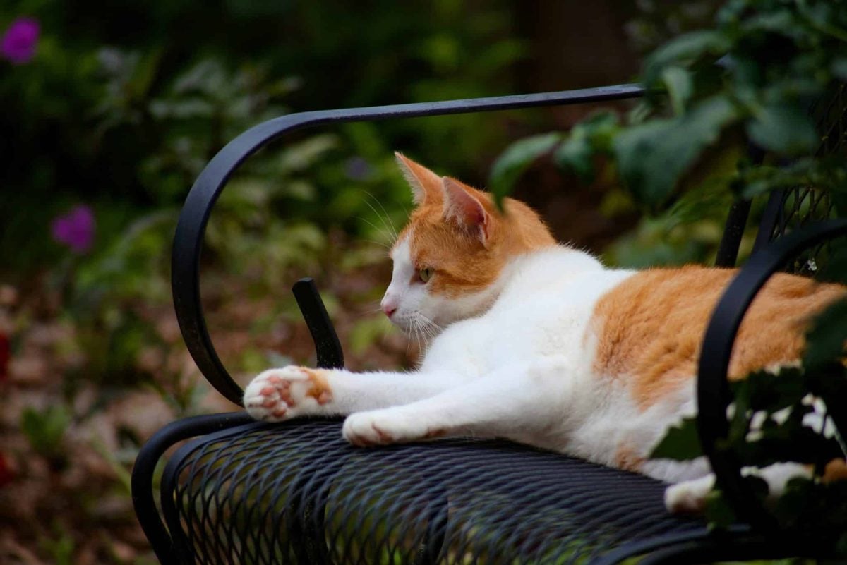A sociable cat lounging comfortably in a chair while remaining close to household activity.