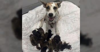 PetWireDaily — Rescued Mama Dog Has So Many Puppies There Aren’t Enough Spots at the Milk Bar