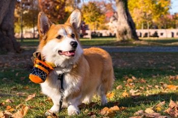 Corgi sitting with Halloween decorations for a dog boo basket