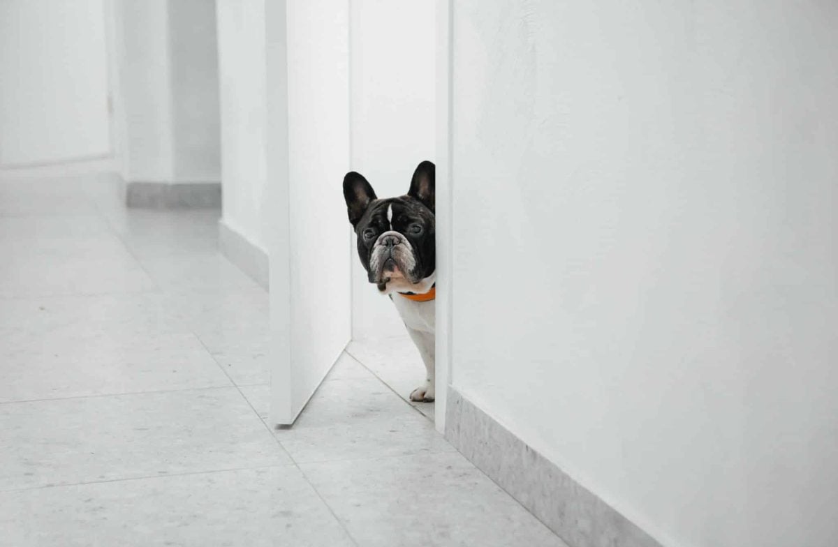 A curious dog showing devoted determination to accompany every household journey.
