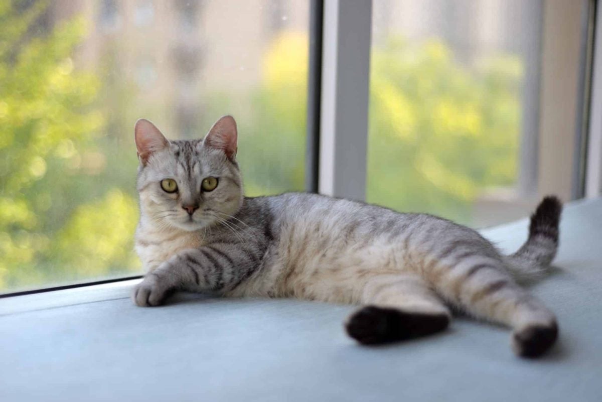 A domestic cat watching birds through a sunny window from a comfortable padded perch.