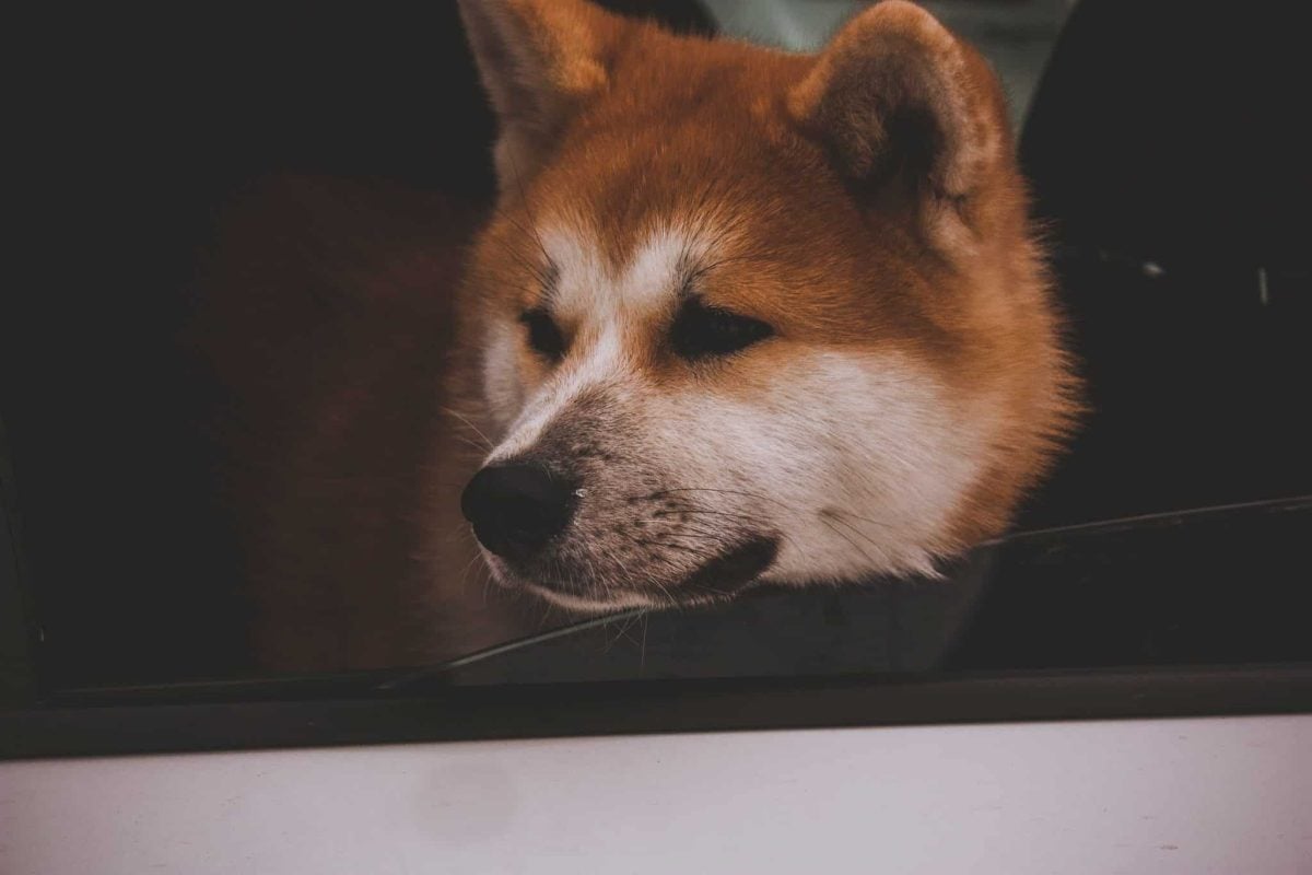 Akita Inu conveying dignified loyalty and quiet strength shaped by ancient Japanese working heritage