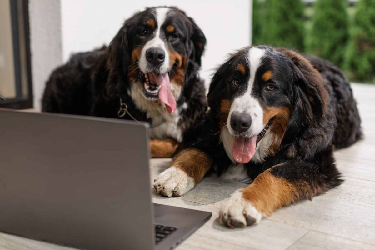 Bernese Mountain Dog showing sturdy oversized paws and powerful working-dog proportions.