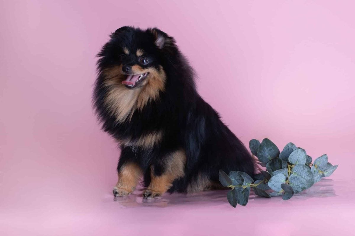 An expressive dog showing a warm, playful moment that introduces the article’s lighthearted canine theme.