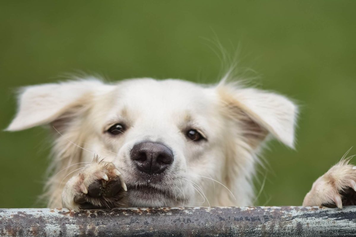 An alert dog using sensitive whiskers to understand nearby surroundings.