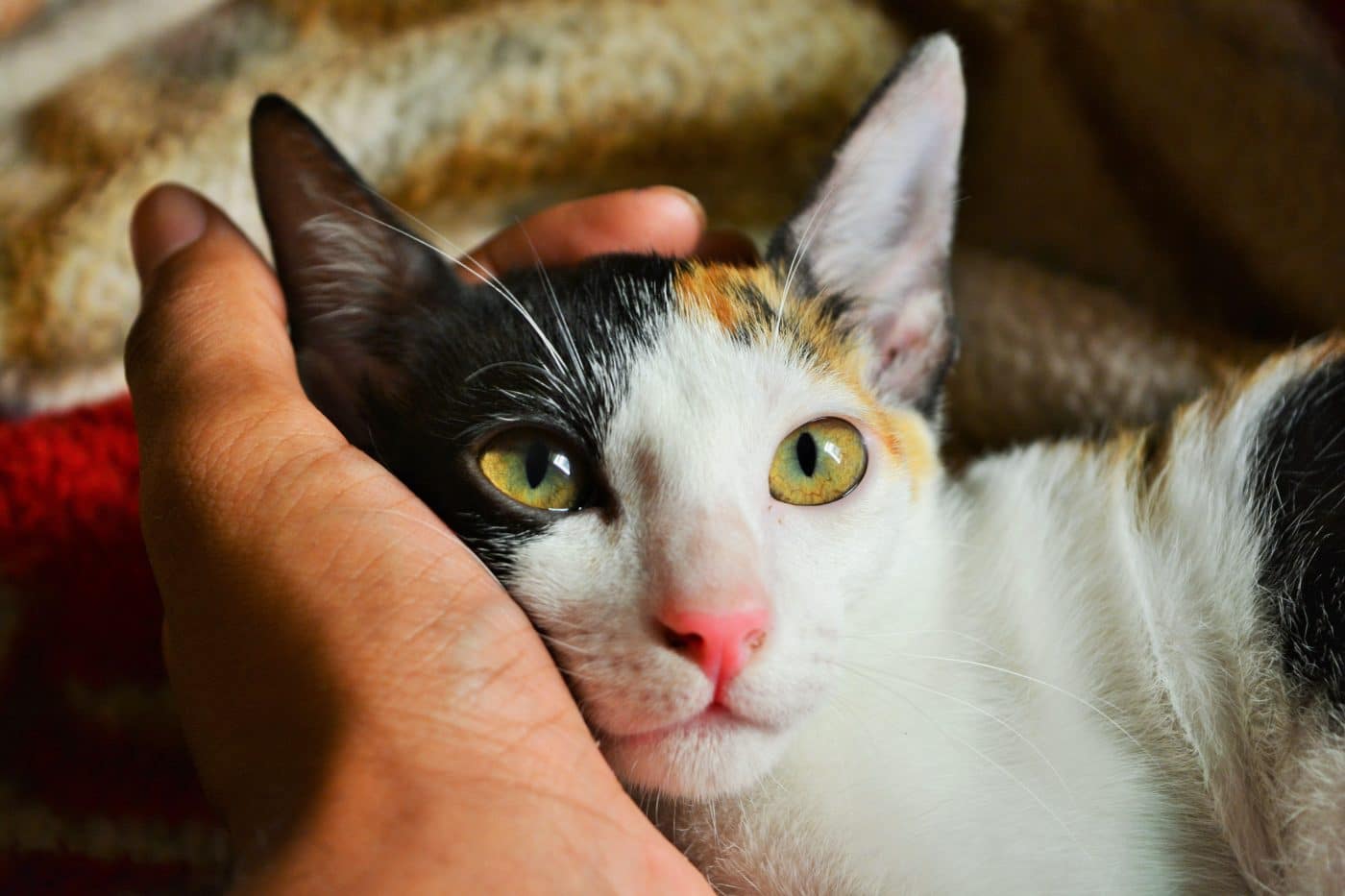A relaxed cat rubbing their face against a person's leg in a comfortable home environment.