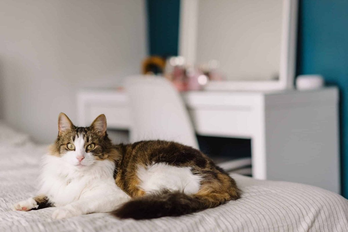 A cat resting comfortably on a soft blanket carrying familiar household scents.