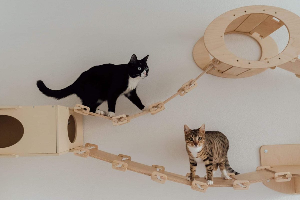 A confident cat perched high on a sturdy cat tree while observing the room below.
