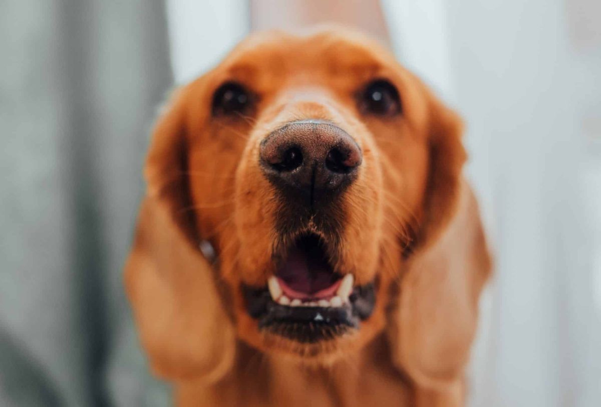 An attentive dog using whiskers alongside its other remarkable natural senses.