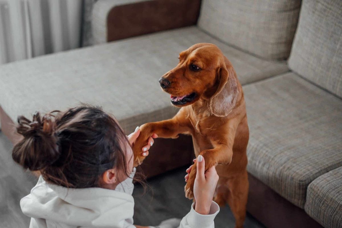 A relaxed dog expressing deep trust and unwavering connection with family.