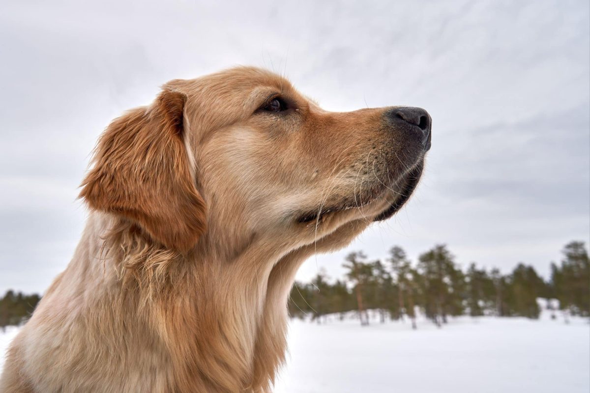A calm dog with sensitive whiskers supporting awareness of nearby surroundings.