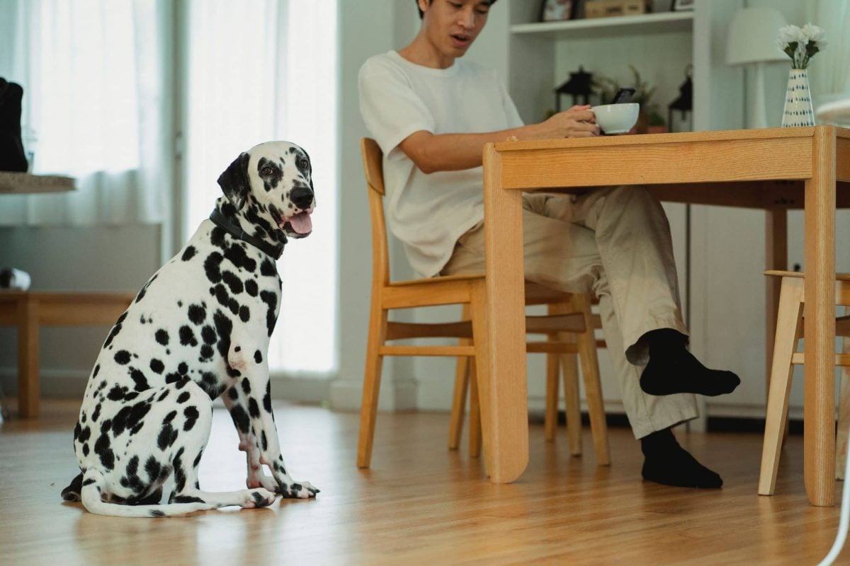 An attentive dog showing devotion through gentle curiosity and frequent check-ins.