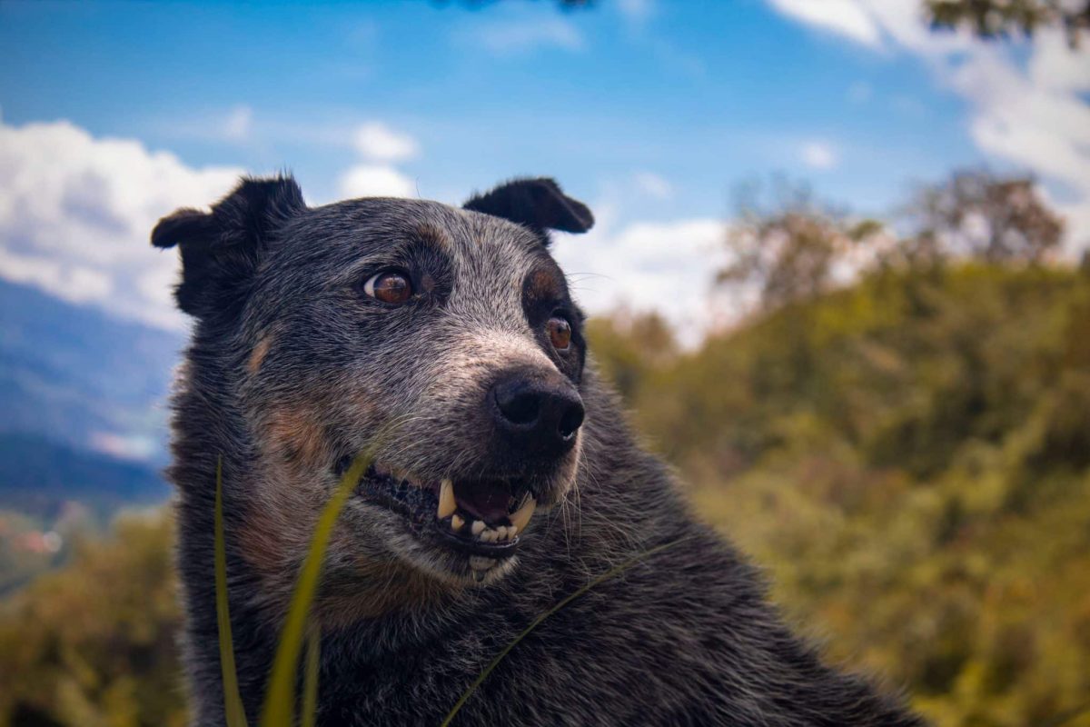 Australian Cattle Dog showing toughness, agility, and determination for challenging terrain.