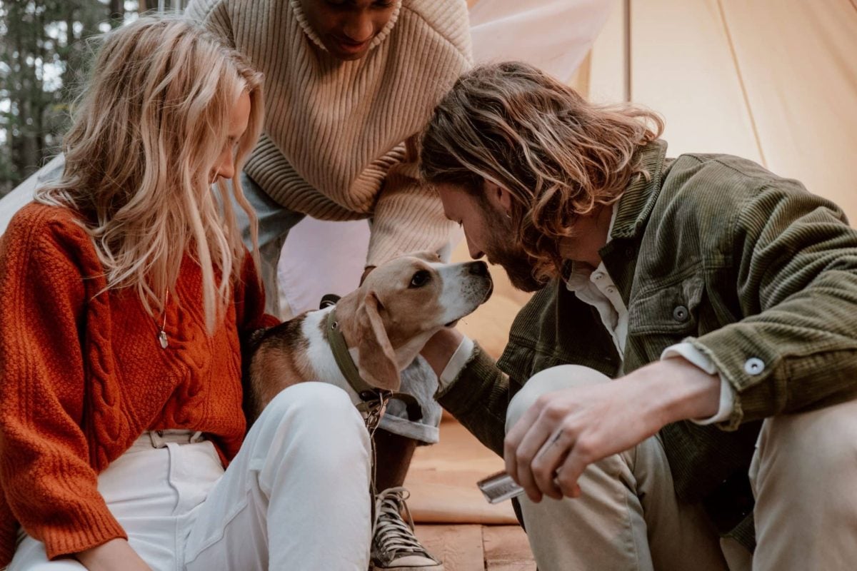 An attentive dog showing the cheerful curiosity behind joining everyday family activities.