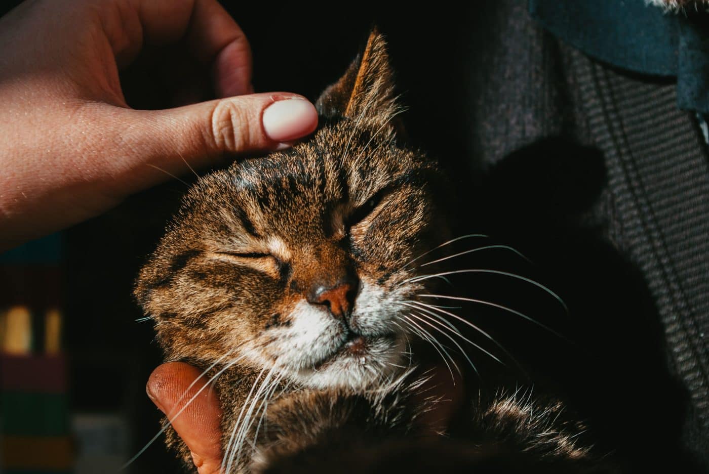 A relaxed cat gently pressing their forehead against a familiar person's arm.